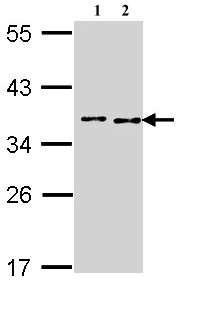 Western blot - Anti-BCCIP antibody (AB97577), expandable thumbnail