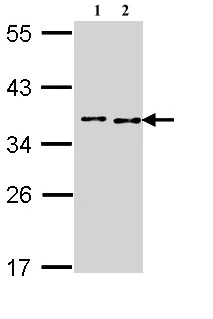 Western blot - Anti-BCCIP antibody (AB97577)