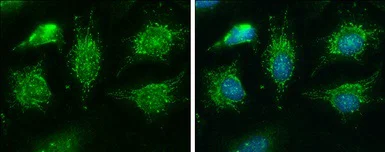 Immunocytochemistry/ Immunofluorescence - Anti-BCKDHA antibody (AB126173)