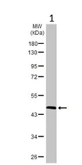 Western blot - Anti-BCKDHA antibody (AB126173)