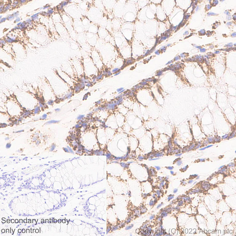 Immunohistochemistry (Formalin/PFA-fixed paraffin-embedded sections) - Anti-BCKDHA antibody [EPR27003-11] (AB305168)