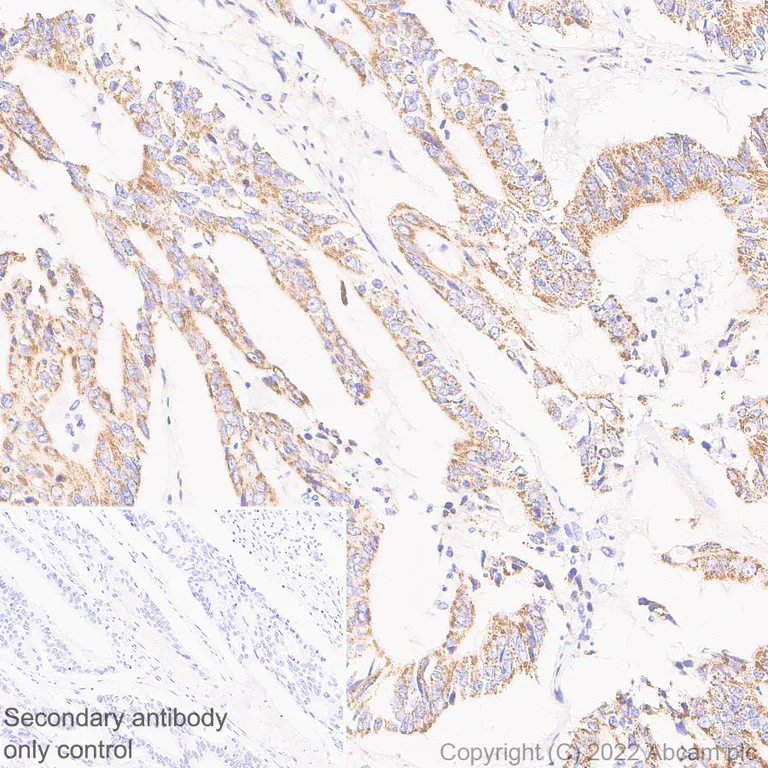 Immunohistochemistry (Formalin/PFA-fixed paraffin-embedded sections) - Anti-BCKDHA antibody [EPR27003-11] (AB305168)