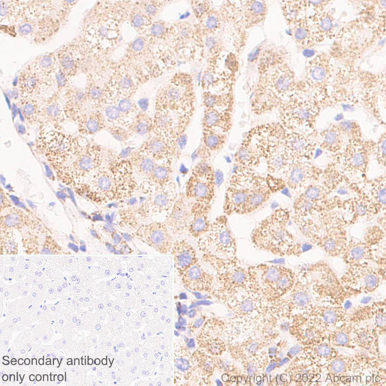 Immunohistochemistry (Formalin/PFA-fixed paraffin-embedded sections) - Anti-BCKDHA antibody [EPR27003-11] (AB305168)