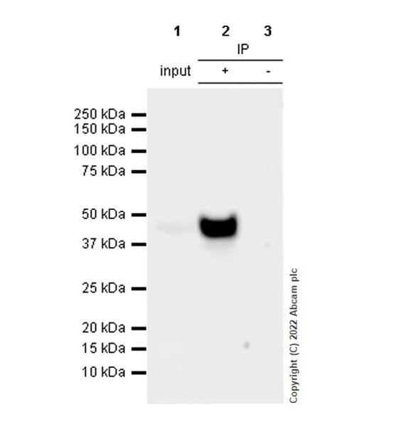 Immunoprecipitation - Anti-BCKDHA antibody [EPR27003-11] (AB305168)