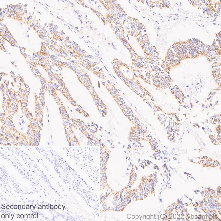 Immunohistochemistry (Formalin/PFA-fixed paraffin-embedded sections) - Anti-BCKDHA antibody [EPR27003-11] - BSA and Azide free (AB305169), expandable thumbnail