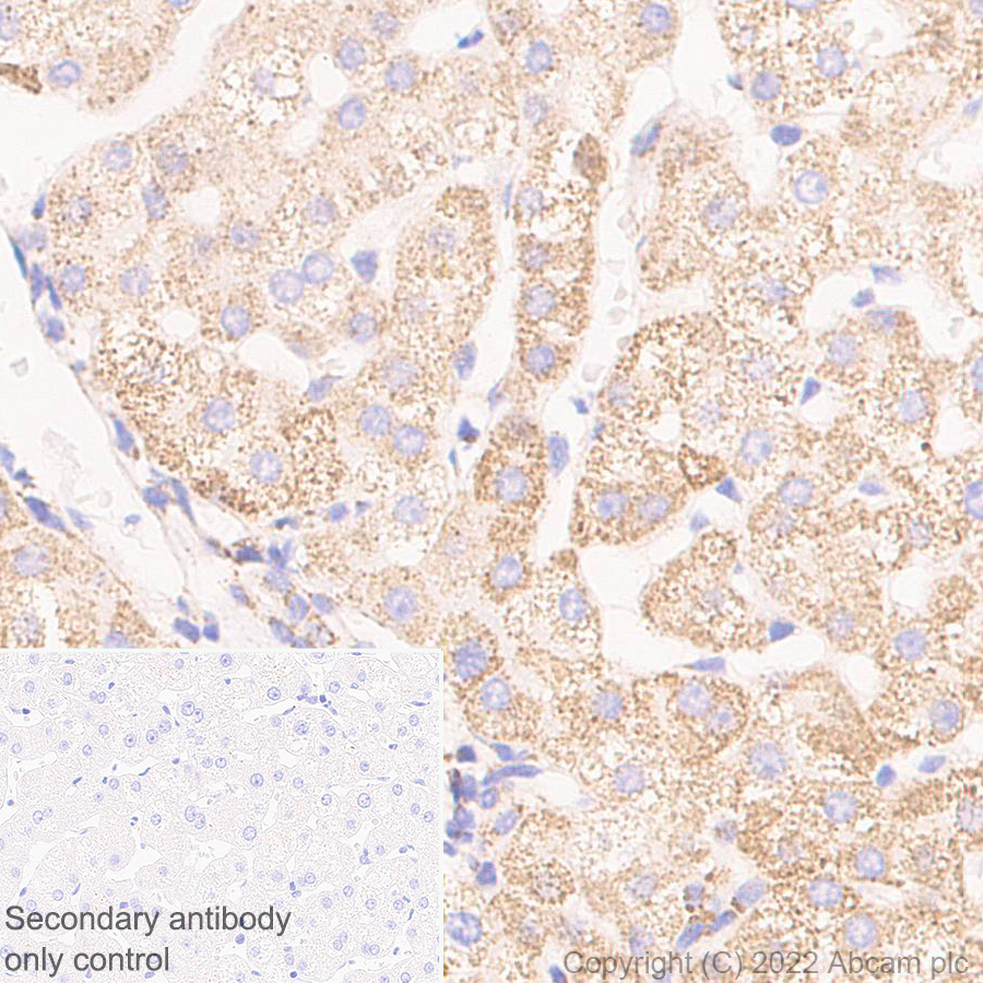 Immunohistochemistry (Formalin/PFA-fixed paraffin-embedded sections) - Anti-BCKDHA antibody [EPR27003-11] - BSA and Azide free (AB305169), expandable thumbnail