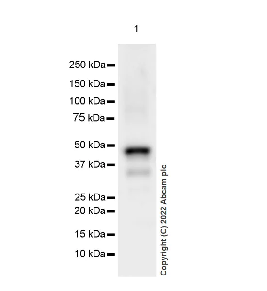 Western blot - Anti-BCKDHA antibody [EPR27003-11] - BSA and Azide free (AB305169)