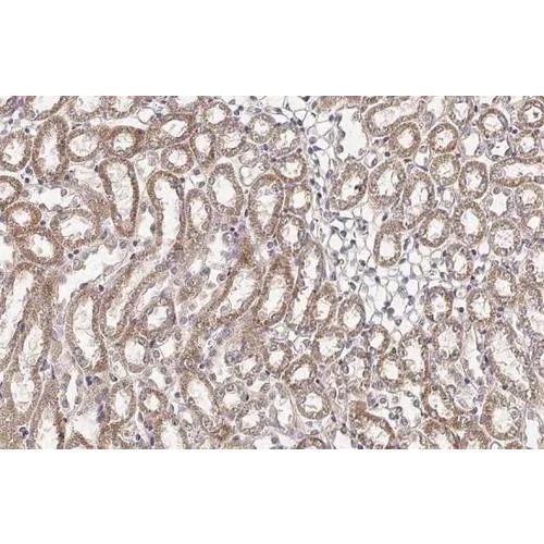 Immunohistochemistry (Formalin/PFA-fixed paraffin-embedded sections) - Anti-BCKDHA antibody [HL2405] (AB317218)