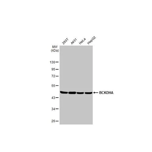 Western blot - Anti-BCKDHA antibody [HL2405] (AB317218)