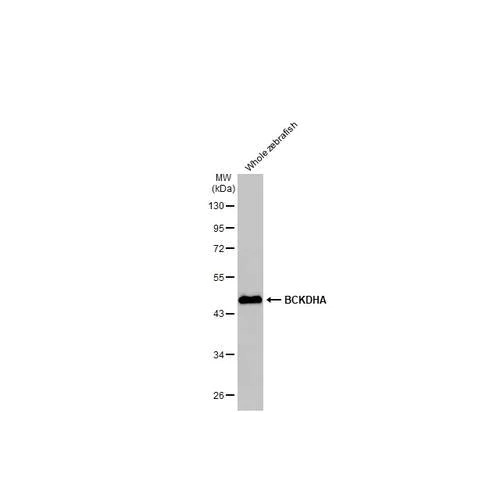 Western blot - Anti-BCKDHA antibody [HL2405] (AB317218)