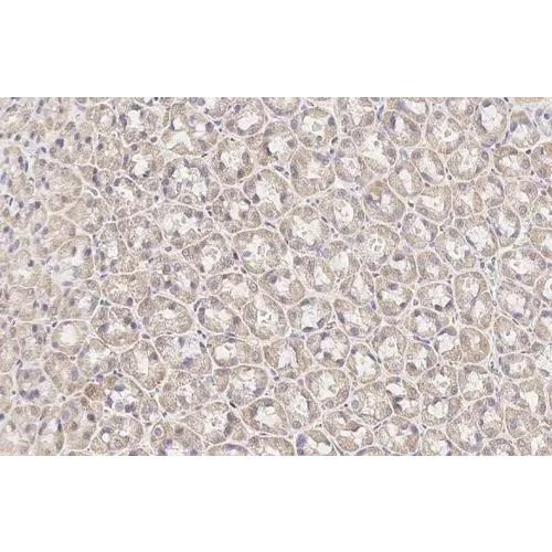 Immunohistochemistry (Formalin/PFA-fixed paraffin-embedded sections) - Anti-BCKDHA antibody [HL2434] (AB317225)