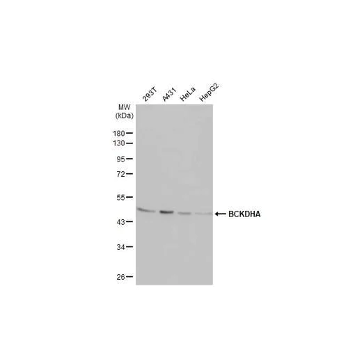 Western blot - Anti-BCKDHA antibody [HL2434] (AB317225)