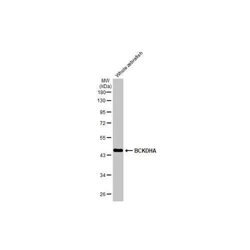 Western blot - Anti-BCKDHA antibody [HL2434] (AB317225)