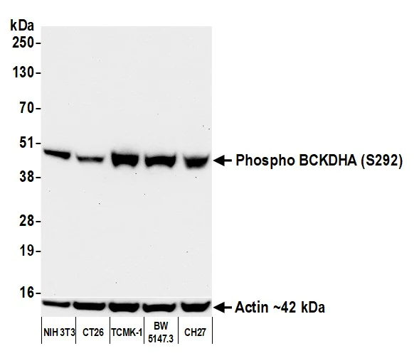 Western blot - Anti-BCKDHA (phospho S292) antibody [BLR060F] (AB275961)