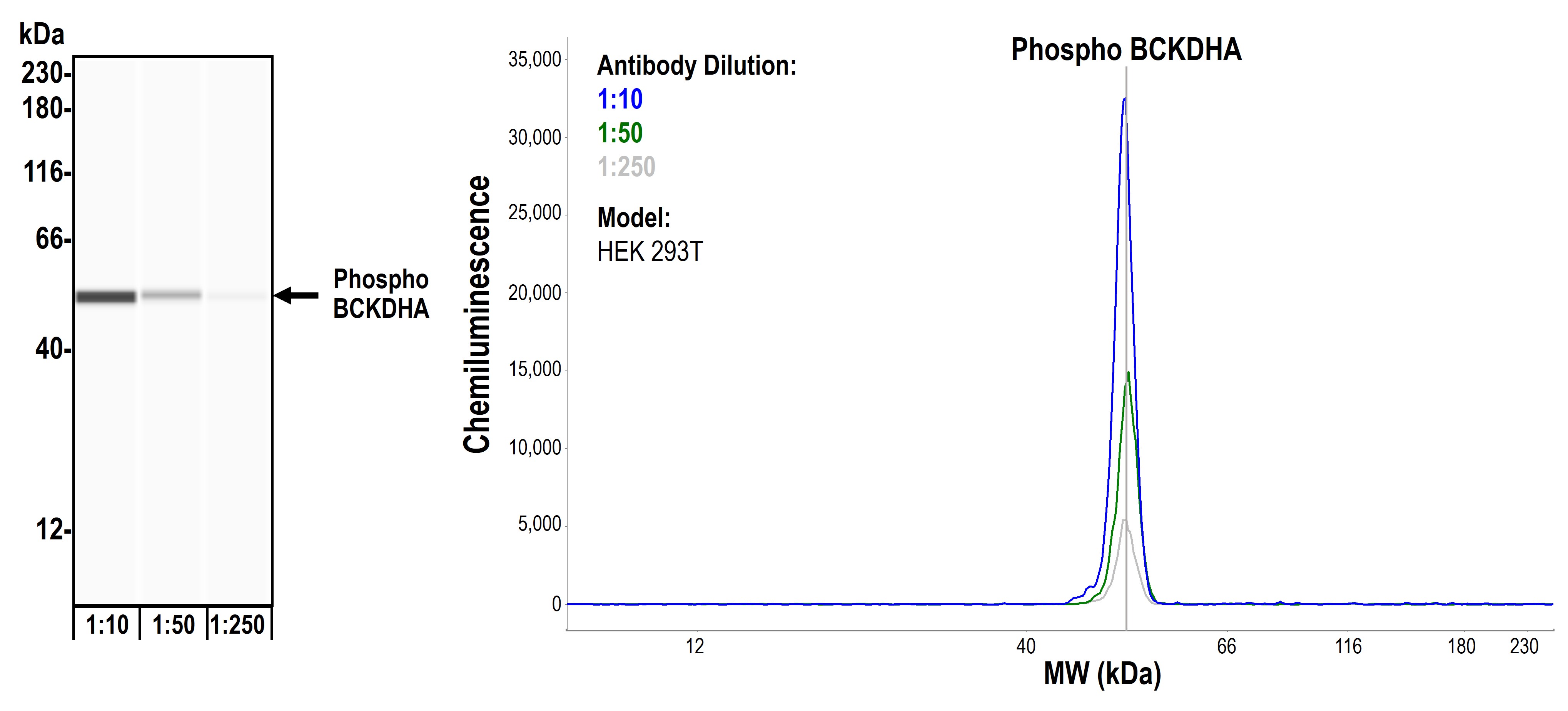 Western blot - Anti-BCKDHA (phospho S292) antibody [BLR060F] (AB275961), expandable thumbnail