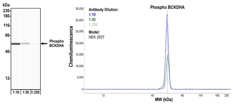 Western blot - Anti-BCKDHA (phospho S292) antibody [BLR060F] (AB275961)