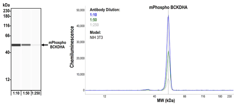 Western blot - Anti-BCKDHA (phospho S292) antibody [BLR060F] (AB275961)