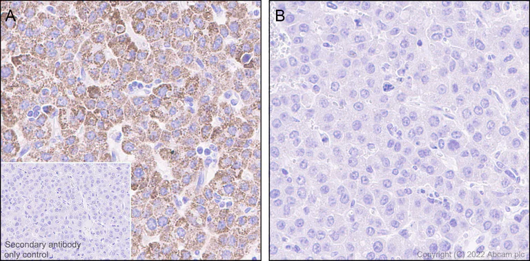 Immunohistochemistry (Formalin/PFA-fixed paraffin-embedded sections) - Anti-BCKDHA (phospho S292) antibody [EPR27489-76] (AB302504)