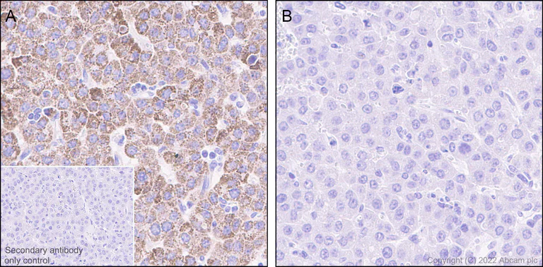 Immunohistochemistry (Formalin/PFA-fixed paraffin-embedded sections) - Anti-BCKDHA (phospho S293) antibody [EPR27489-76] - BSA and Azide free (AB302505)