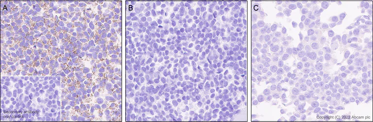 Immunohistochemistry (Formalin/PFA-fixed paraffin-embedded sections) - Anti-BCKDHA (phospho S293) antibody [EPR27489-76] - BSA and Azide free (AB302505)