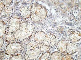 Immunohistochemistry (Formalin/PFA-fixed paraffin-embedded sections) - Anti-BCKDHB antibody (AB201225)