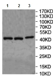 Western blot - Anti-BCKDHB antibody (AB201225)
