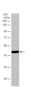 Western blot - Anti-BCKDK antibody (AB151297)
