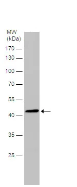 Western blot - Anti-BCKDK antibody (AB151297)