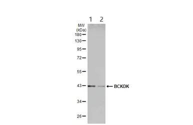 Western blot - Anti-BCKDK antibody (AB151297)