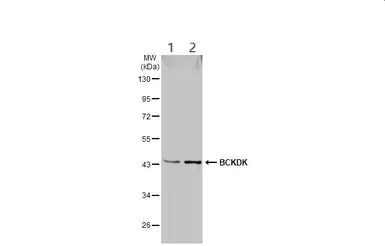 Western blot - Anti-BCKDK antibody (AB151297)