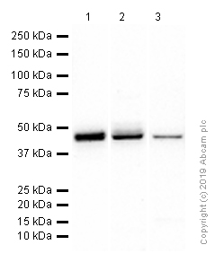 Western blot - Anti-BCKDK antibody [EPR7564] (AB128935)