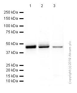 Western blot - Anti-BCKDK antibody [EPR7564] - BSA and Azide free (AB248230)