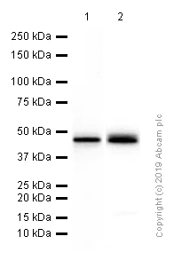 Western blot - Anti-BCKDK antibody [EPR7564] - BSA and Azide free (AB248230)
