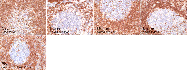 Immunohistochemistry (Formalin/PFA-fixed paraffin-embedded sections) - Anti-Bcl-2 antibody [100/D5] - BSA and Azide free (AB212800)