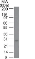 Western blot - Anti-Bcl-2 antibody [100/D5] - BSA and Azide free (AB212800)