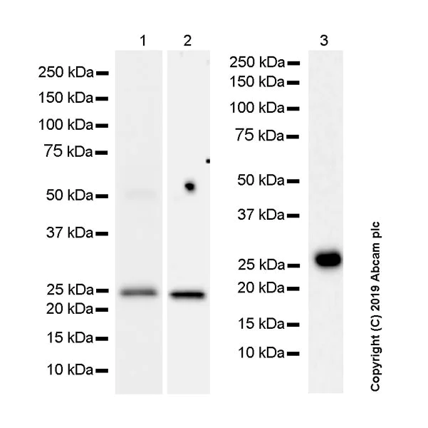 Western blot - Anti-Bcl-2 antibody [10C4] - BSA and Azide free (AB252259)