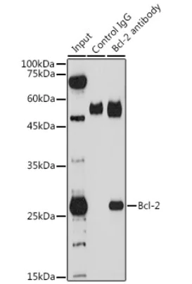 Immunoprecipitation - Anti-Bcl-2 antibody (AB194583)