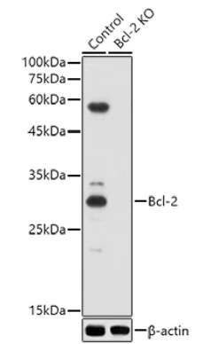 Western blot - Anti-Bcl-2 antibody (AB194583)