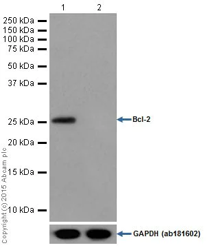 Western blot - Anti-Bcl-2 antibody [E17] (AB32124)