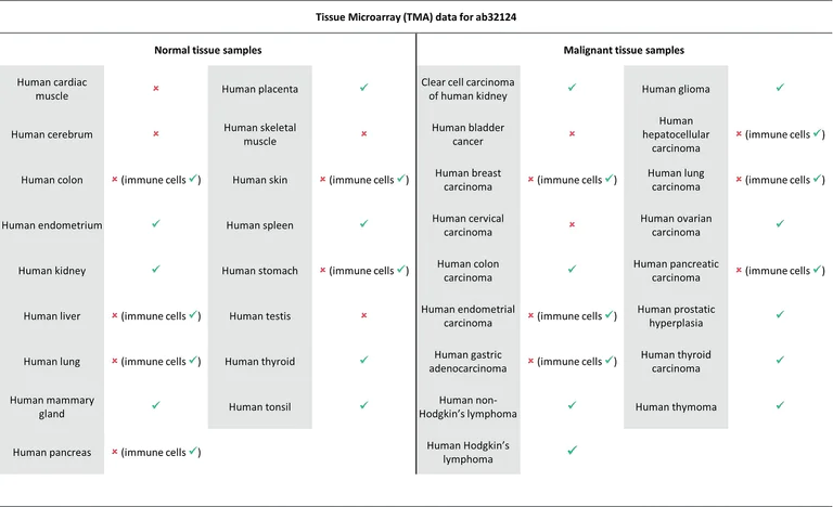 Immunohistochemistry (Formalin/PFA-fixed paraffin-embedded sections) - Anti-Bcl-2 antibody [E17] - BSA and Azide free (AB185002)