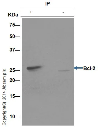 Immunoprecipitation - Anti-Bcl-2 antibody [E17] - BSA and Azide free (AB185002)