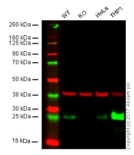 Western blot - Anti-Bcl-2 antibody [E17] - BSA and Azide free (AB185002)