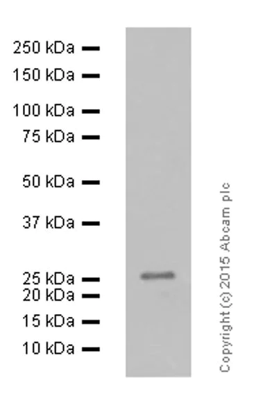 Western blot - Anti-Bcl-2 antibody [E17] - BSA and Azide free (AB185002)