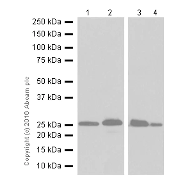 Western blot - Anti-Bcl-2 antibody [EPR17509] (AB182858)