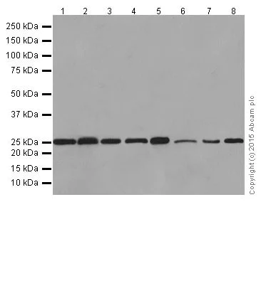 Western blot - Anti-Bcl-2 antibody [EPR17509] (AB182858)
