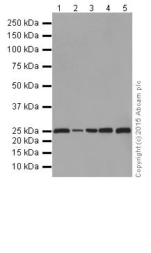 Western blot - Anti-Bcl-2 antibody [EPR17509] (AB182858)