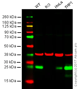 Western blot - Anti-Bcl-2 antibody [EPR17509] (AB182858)