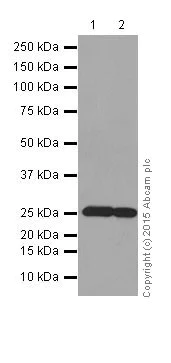 Western blot - Anti-Bcl-2 antibody [EPR17509] (AB182858)