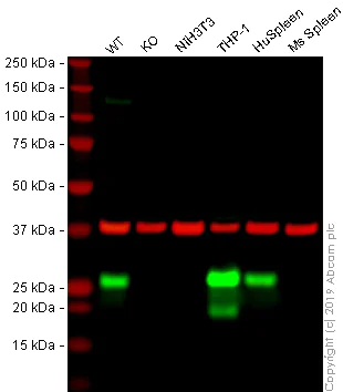 Western blot - Anti-Bcl-2 antibody [NOR 235J] - BSA and Azide free (AB252802)