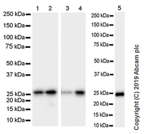 Western blot - Anti-Bcl-2 antibody [NOR 235J] - BSA and Azide free (AB252802)
